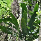 Antrophyum boryanum .fougère langue de boeuf .pteridaceae.indigène Réunion..jpeg
