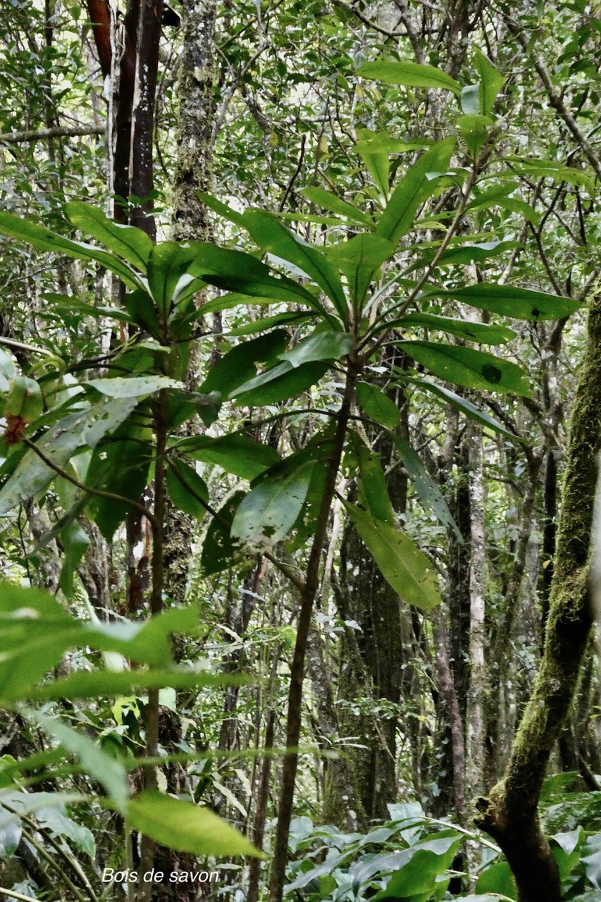 Badula sp; bois de savon.primulaceae;.jpeg