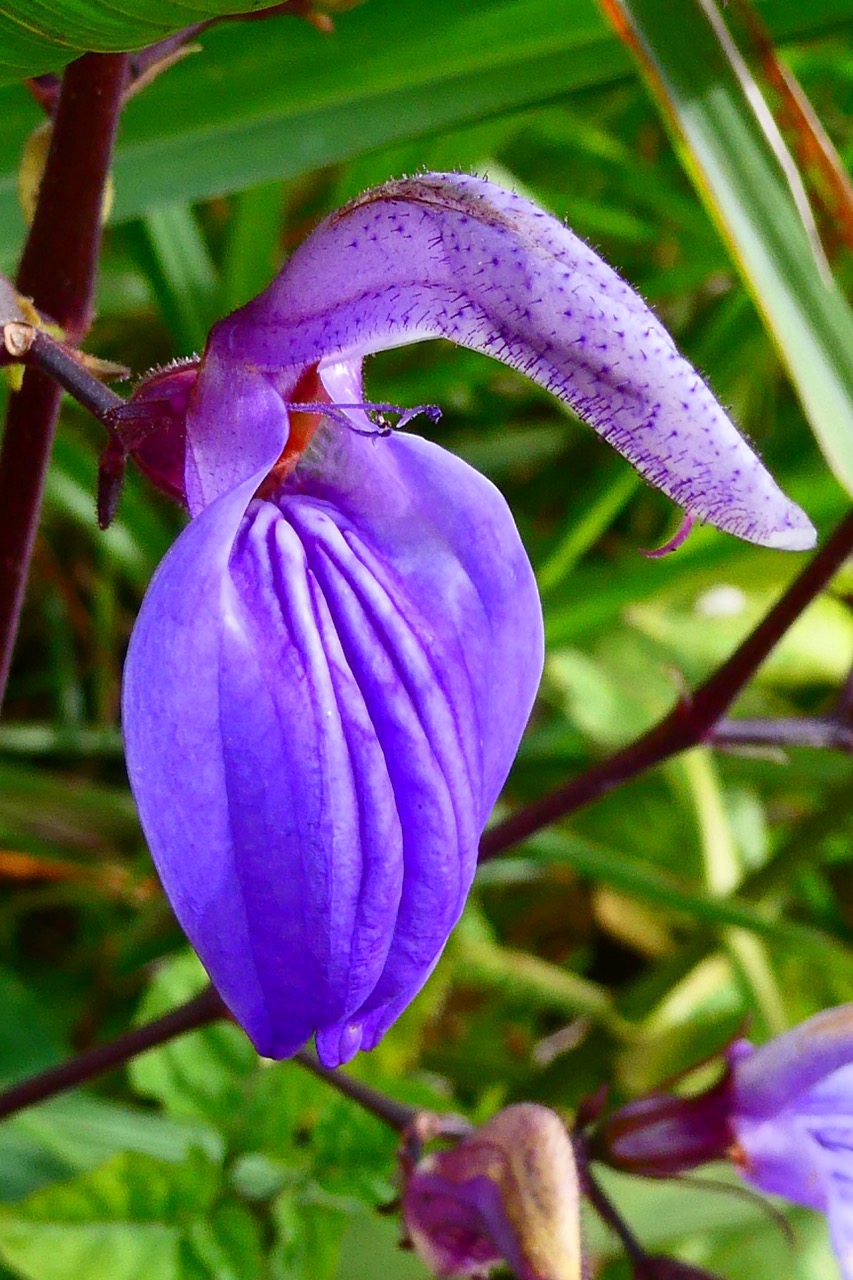 Brillantaisia owariensis.acanthaceae.espèce cultivée.jpeg