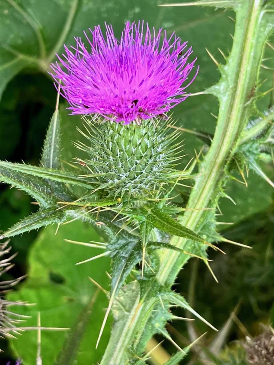 Cirsium vulgare.cirse commun.asteraceae..jpeg