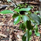 Coffea mauritiana.café marron.rubiaceae.endémique Réunion Maurice..jpeg