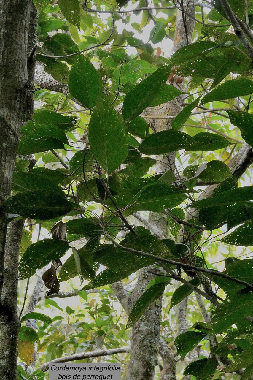 Cordemoya integrifolia.( Hancea integrifolia )  Bois de  perroquet.euphorbiaceae .endémique Réunion Maurice.jpeg