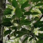 Cordemoya integrifolia.( Hancea integrifolia )  Bois de  perroquet.euphorbiaceae .endémique Réunion Maurice.jpeg
