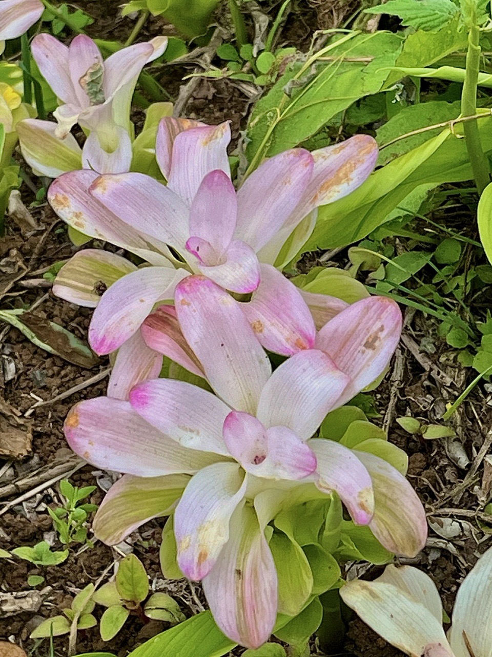 Curcuma amada.gingembre mangue.( fleurs ) zingiberaceae.espèce cultivée..jpeg