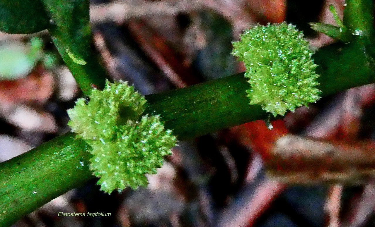 Elatostema fagifolium  ( inflorescences ) urticaceae.indigène Réunion;.jpeg