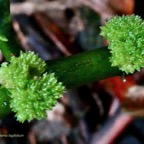 Elatostema fagifolium  ( inflorescences ) urticaceae.indigène Réunion;.jpeg