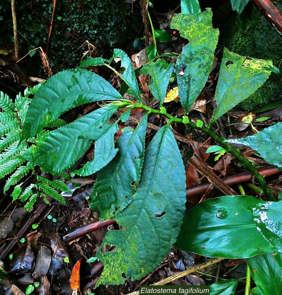 Elatostema fagifolium  urticaceae.indigène Réunion;.jpeg