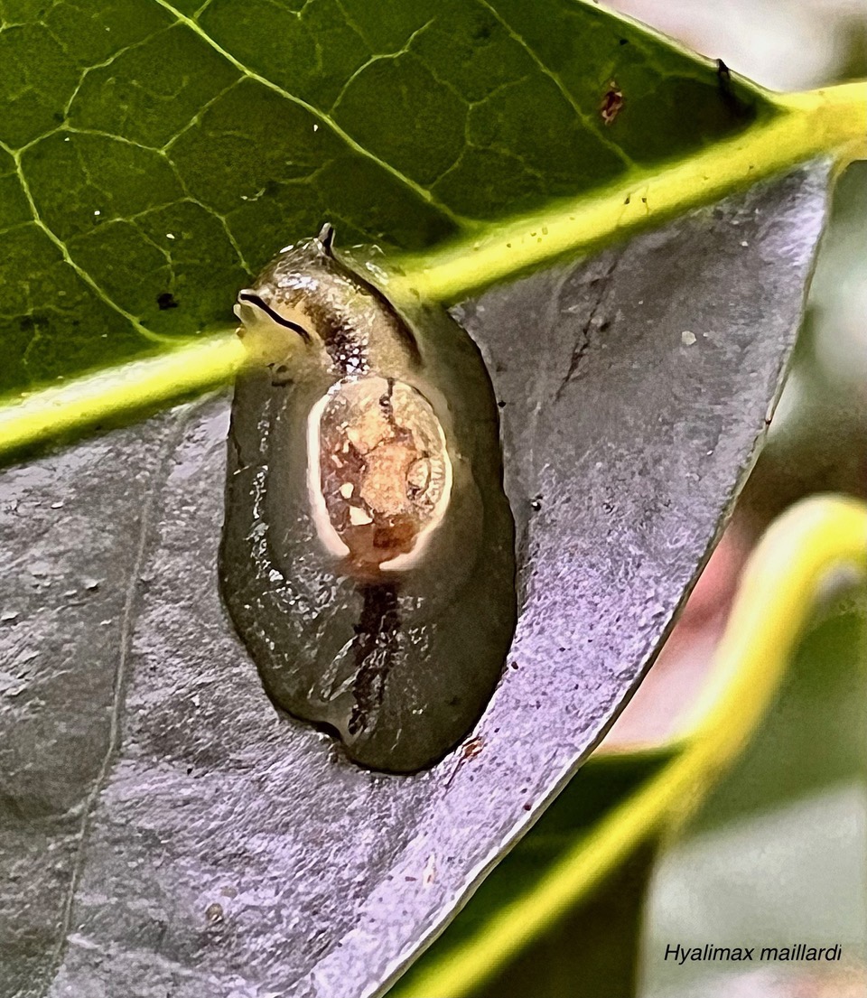 Hyalimax maillardi.limace de Maillard succineidae.endémique Réunion.jpeg