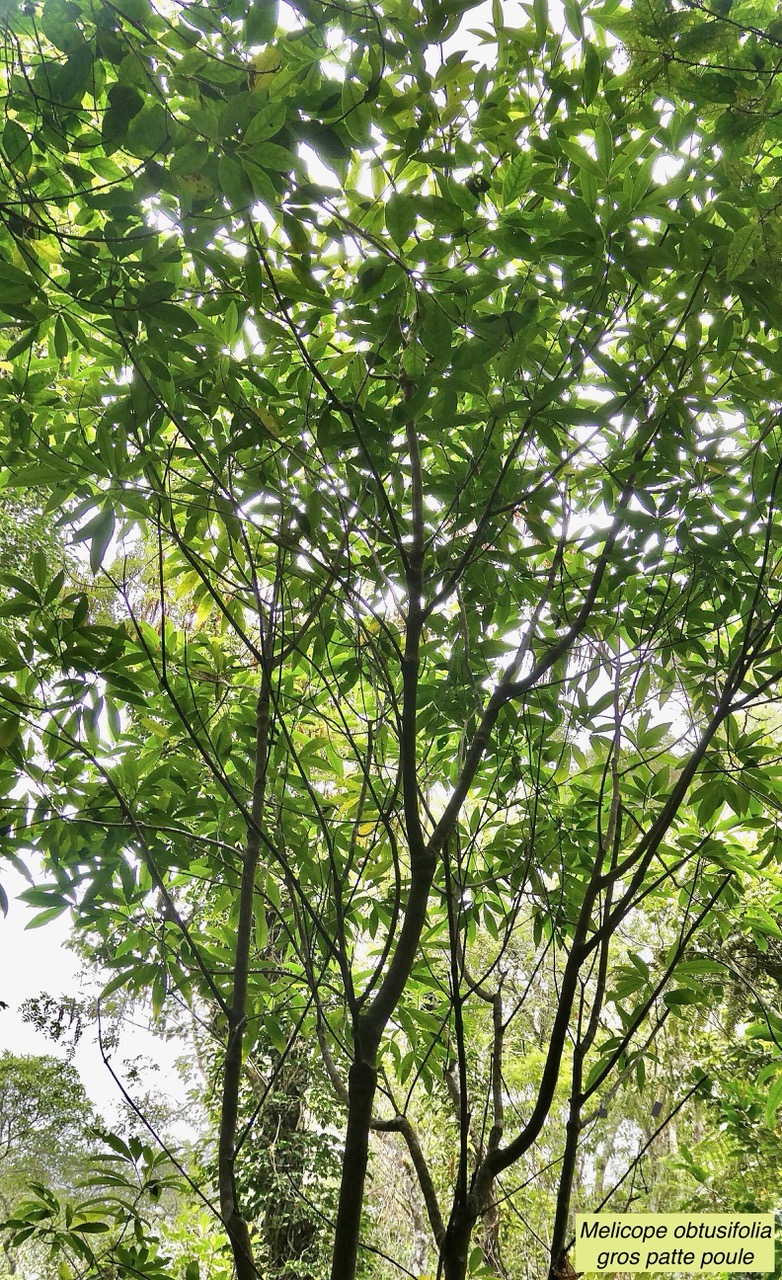 Melicope obtusifolia.gros patte poule.rutaceae. endémique Réunion Maurice. (1).jpeg