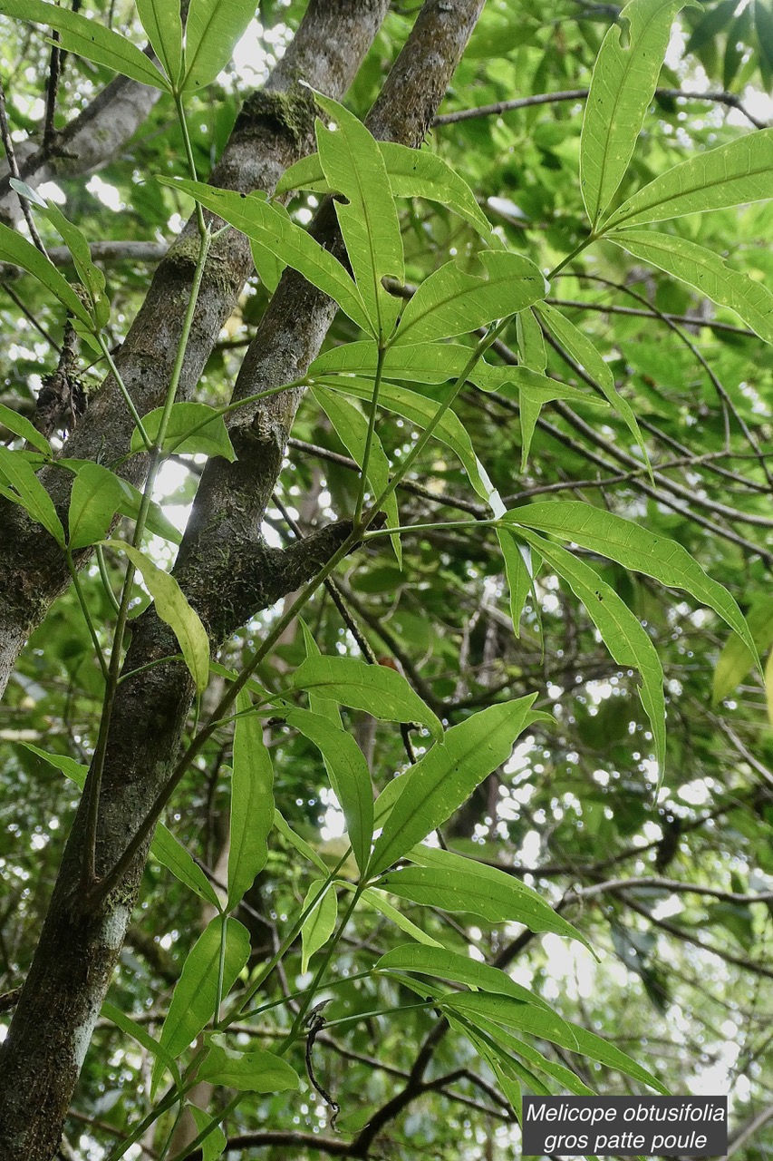 Melicope obtusifolia.gros patte poule.rutaceae;endémique Réunion Maurice..jpeg