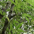 Melicope obtusifolia.gros patte poule.rutaceae;endémique Réunion Maurice..jpeg