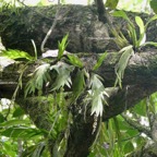Oberonia disticha.orchidaceae. indigène Réunion  et Polystachya cultriformis .orchidaceae. indigène Réunion. en haut à droite.jpeg