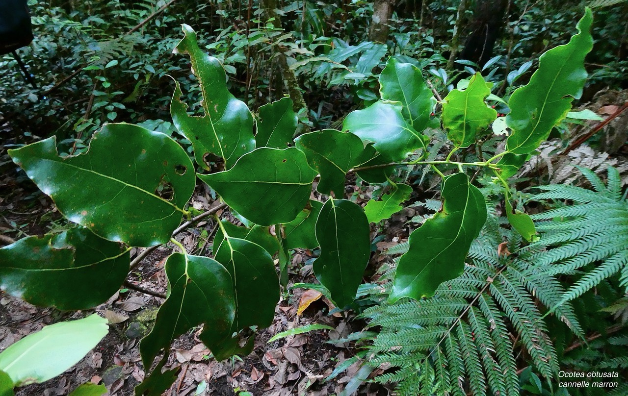 Ocotea obtusata  Cannelle  marron .lauraceae. endémique Réunion Maurice. (1).jpeg