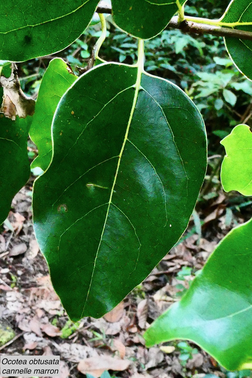 Ocotea obtusata  Cannelle  marron .lauraceae. endémique Réunion Maurice..jpeg