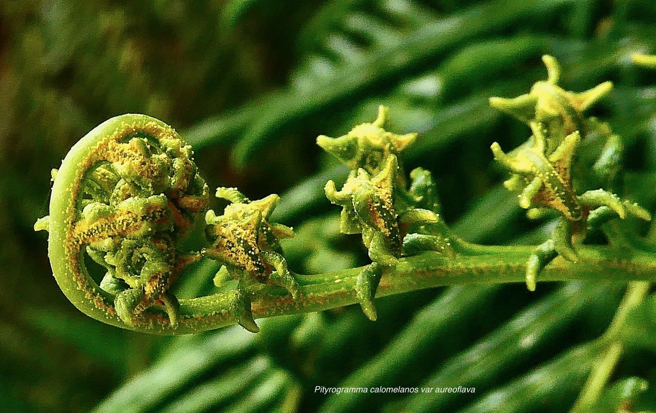 Pityrogramma calomelanos(L.)Link var.aureoflava.pteridaceae.assimilé indigène (1).jpeg