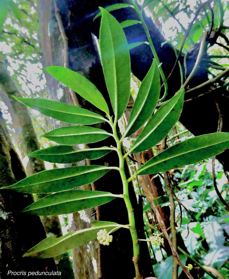 Procris pedunculata .urticaceae.indigène Réunion. (1).jpeg