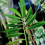 Procris pedunculata .urticaceae.indigène Réunion. (1).jpeg