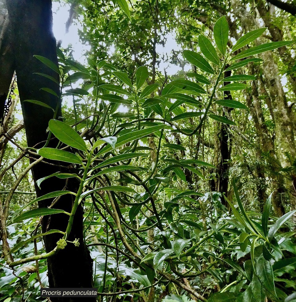 Procris pedunculata .urticaceae.indigène Réunion. (2).jpeg