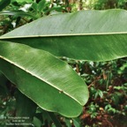 Sideroxylon majus.bois de fer.bois de fer blanc.sapotaceae.endémique Réunion. (1).jpeg