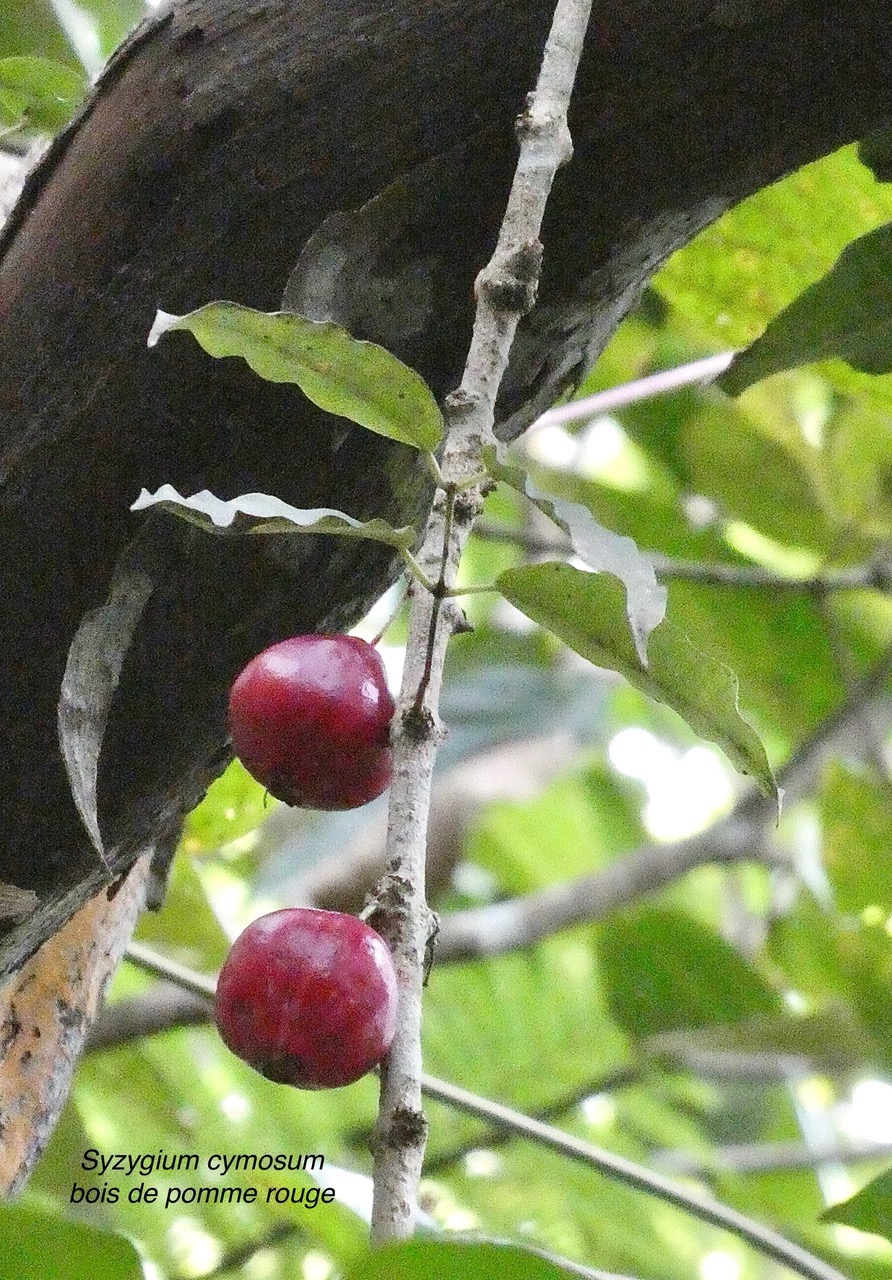 Syzygium cymosum .Bois de pomme rouge.myrtaceae.endémique Réunion Maurice. (1).jpeg