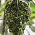 Terpsiphone bourbonnensis.zoiso la vierge.chakouat.( sur son nid ) monarchidae. endémique Féunion..jpeg