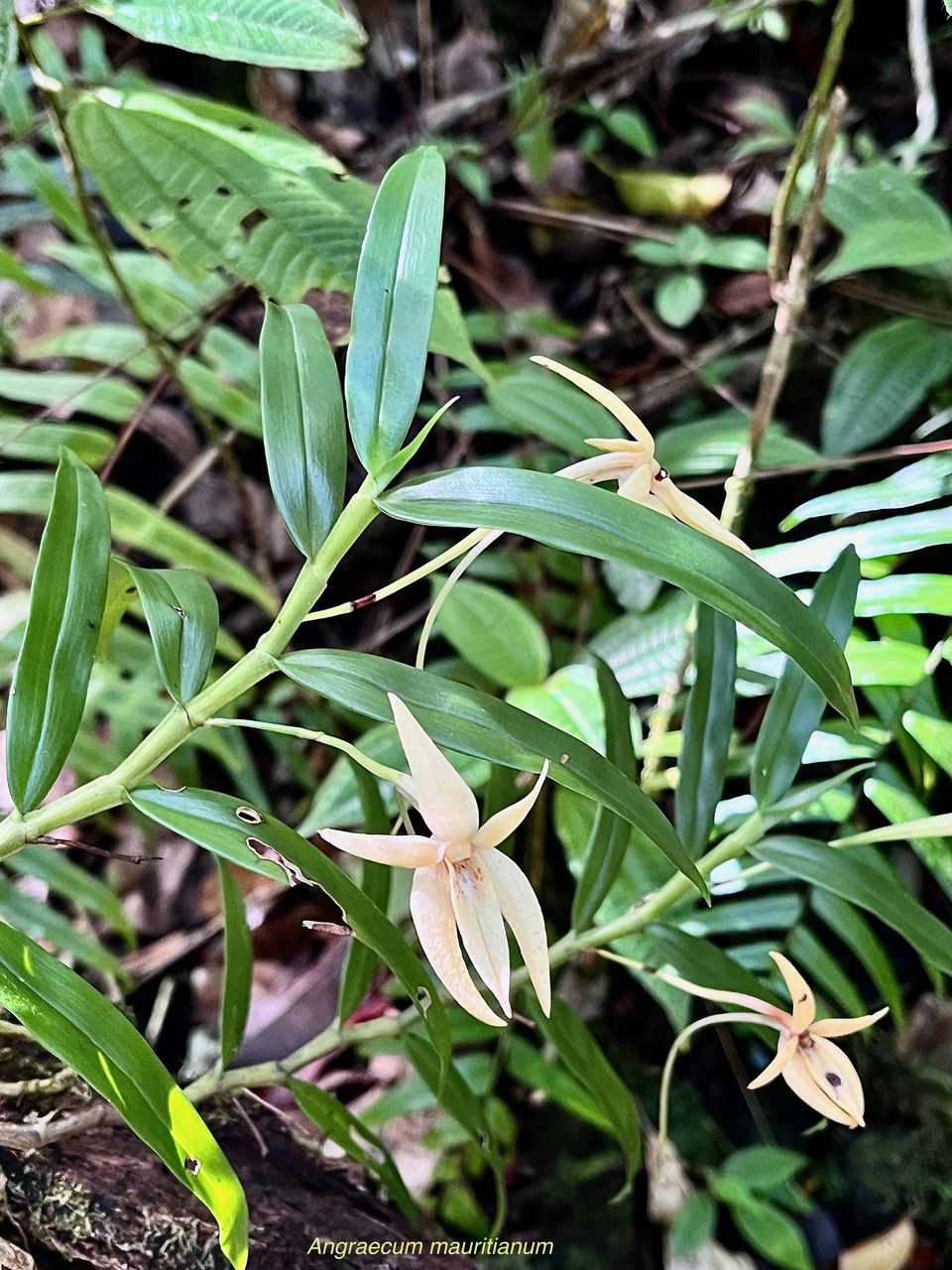 Angraecum mauritianum.faham bâtard.orchidaceae.endémique Madagascar Mascareignes..jpeg