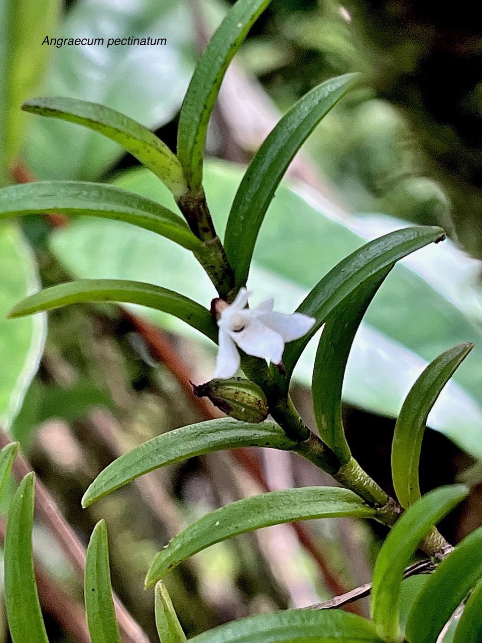 Angraecum pectinatum. ( avec fleur et fruit ) .orchidaceae.endémique Madagascar Comores Mascareignes..jpeg