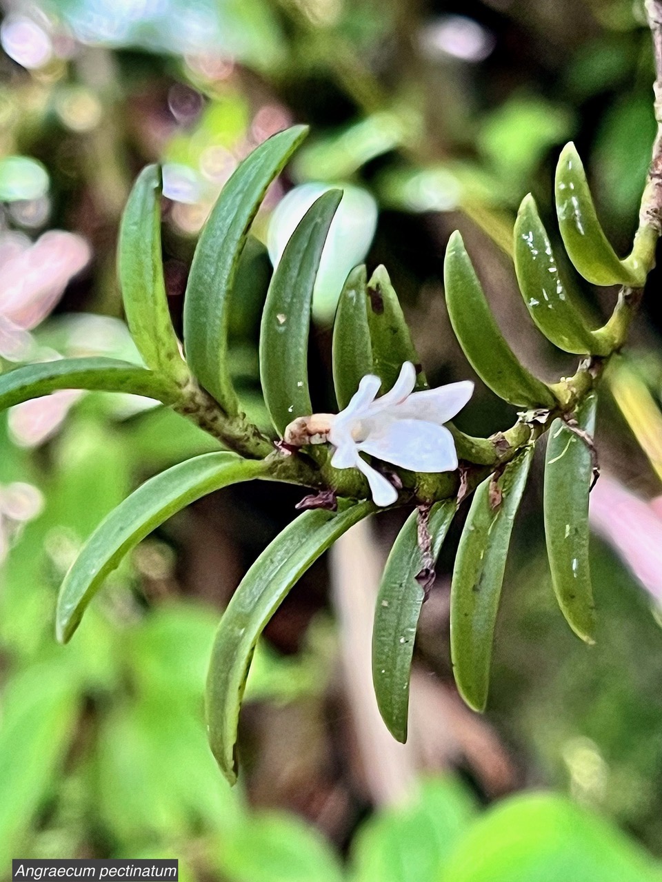 Angraecum pectinatum.orchidaceae.endémique Madagascar Comores Mascareignes..jpeg