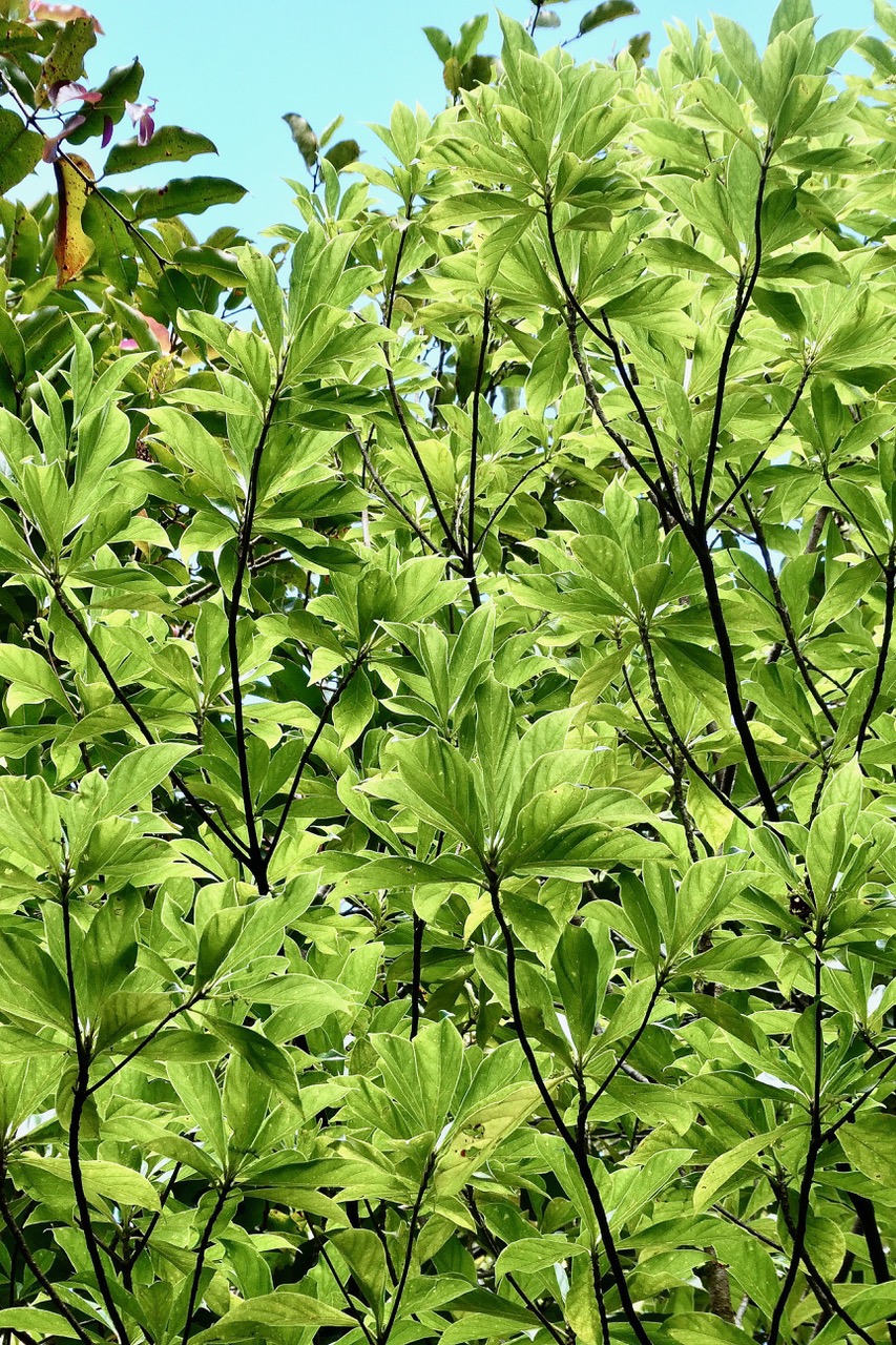 Antirhea borbonica  Bois  d’osto rubiaceae.endémique Réunion Maurice Madagascar.jpeg