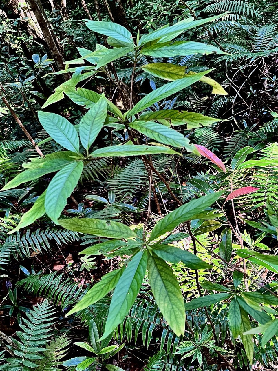 Bertiera borbonica  Bois de raisin. rubiaceae.endémique Réunion. (1).jpeg