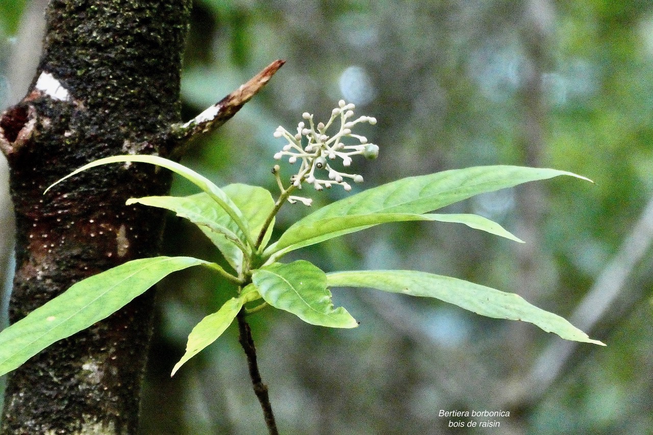 Bertiera borbonica  Bois de raisin. rubiaceae.endémique Réunion. (2).jpeg