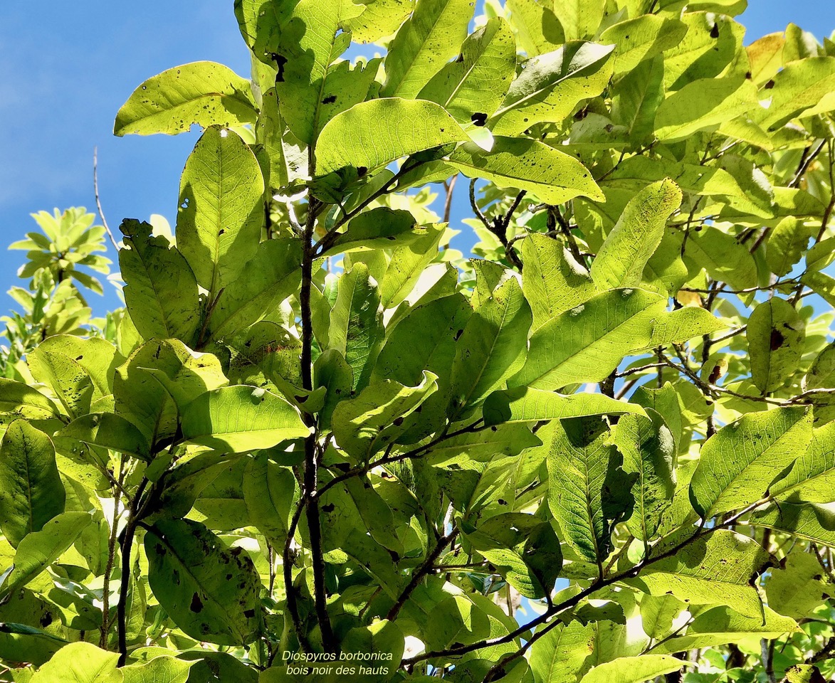 Diospyros borbonica .bois noir des hauts.ebenaceae.endémique Réunion. (1).jpeg