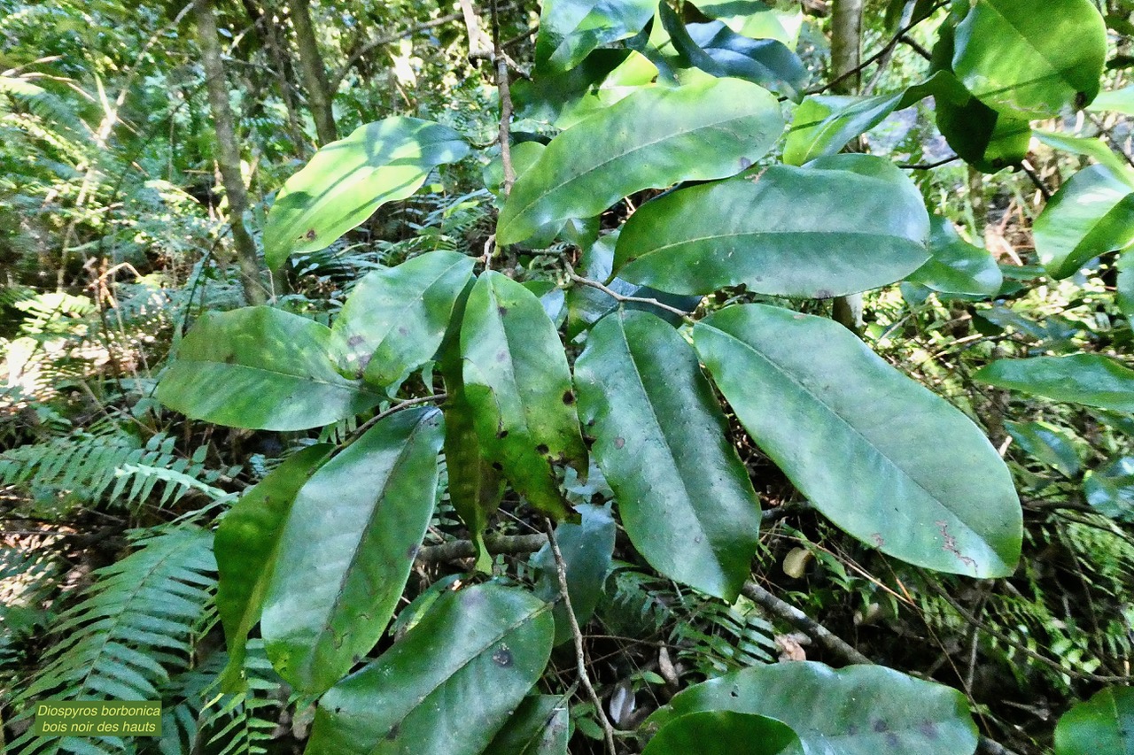 Diospyros borbonica .bois noir des hauts.ebenaceae.endémique Réunion..jpeg