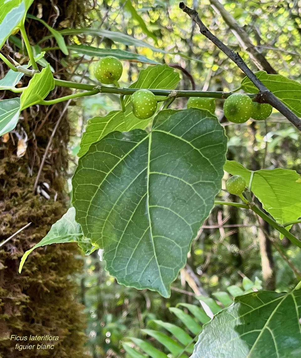 Ficus lateriflora Vahl.figuier blanc.moraceae.endémique Réunion Maurice..jpeg