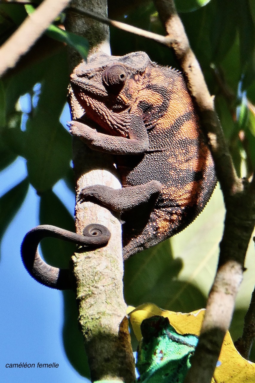 Furcifer pardalis .caméléon panthère.endormi.chamaeleonidae.individu femelle..jpeg