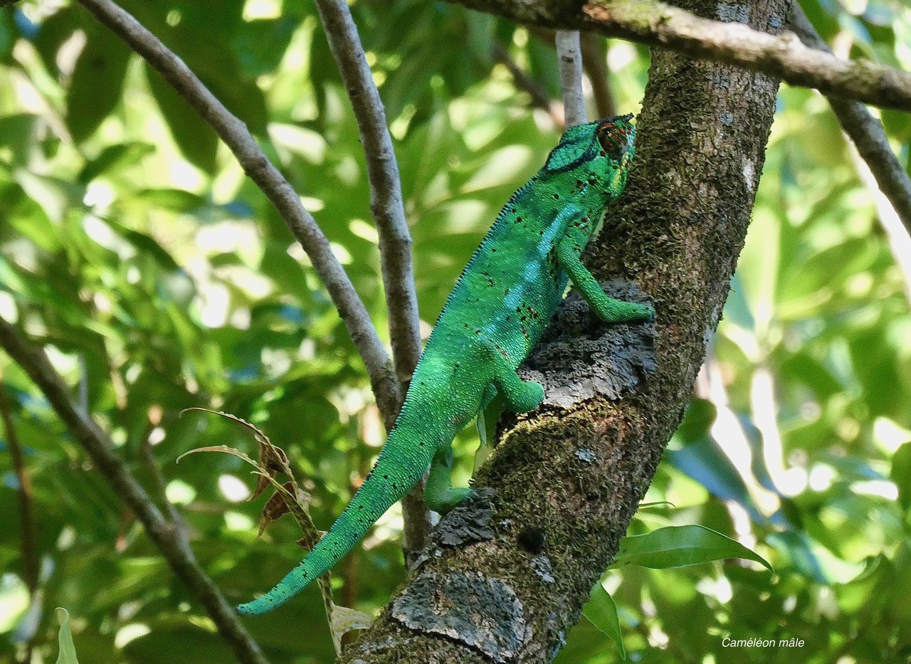 Furcifer pardalis .caméléon panthère.endormi.chamaeleonidae.individu mâle.jpeg