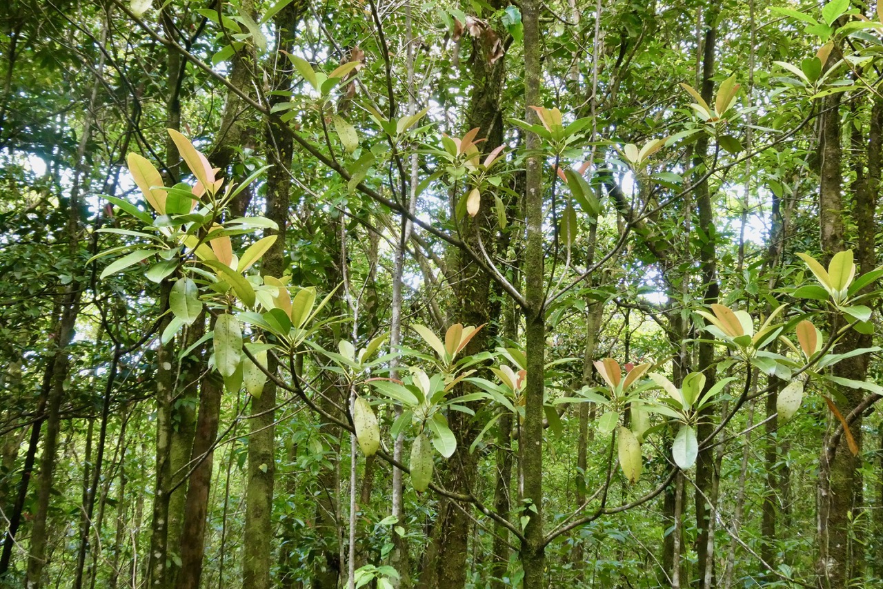 Labourdonnaisia calophylloides. petit natte .sapotaceae. endémique Réunion Maurice . au premier plan ..jpeg