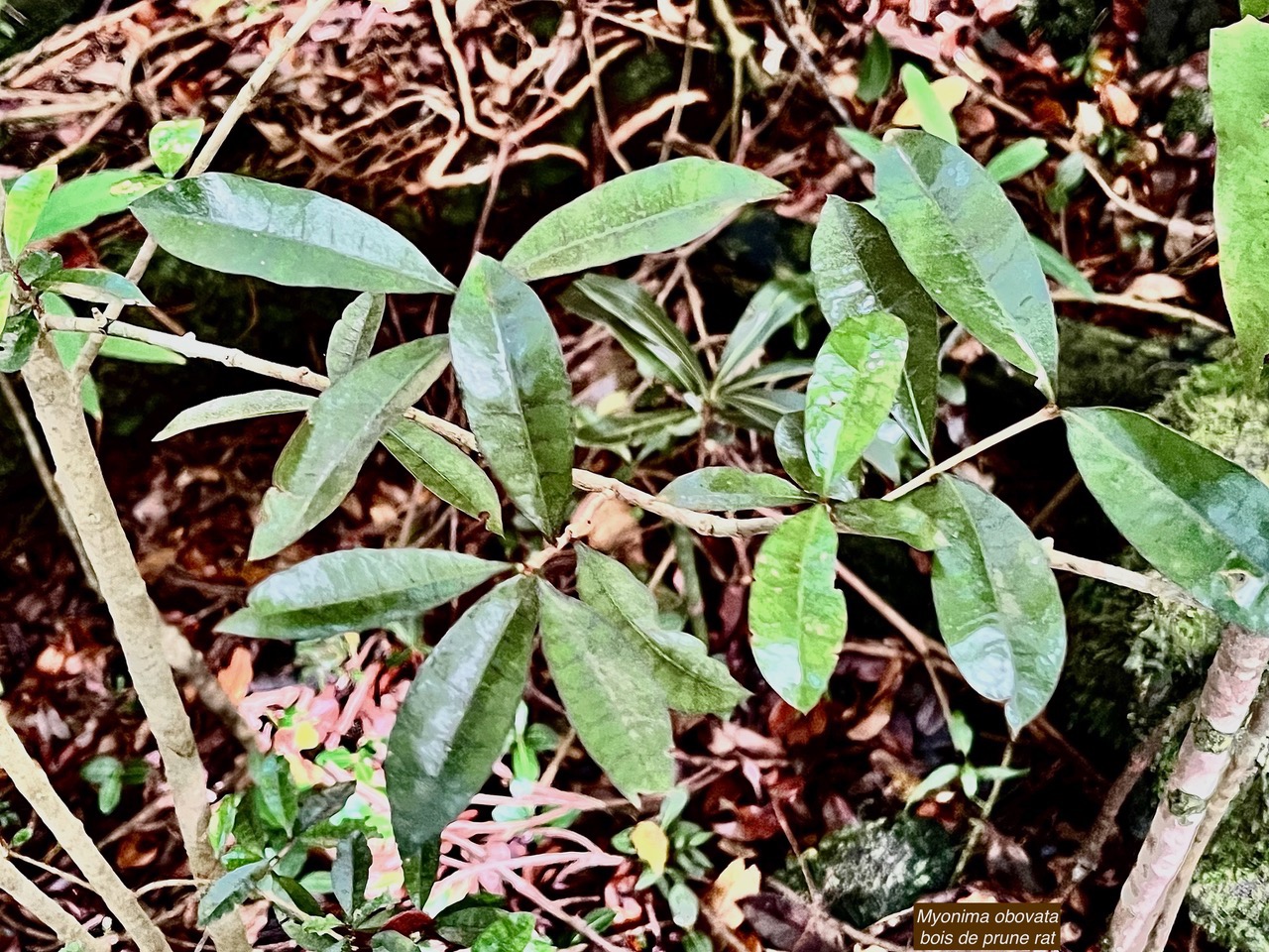 Myonima obovata .bois de prune marron.bois de prune rat.rubiaceae.endémique Réunion Maurice.jpeg