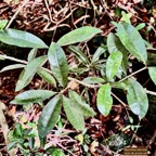 Myonima obovata .bois de prune marron.bois de prune rat.rubiaceae.endémique Réunion Maurice.jpeg