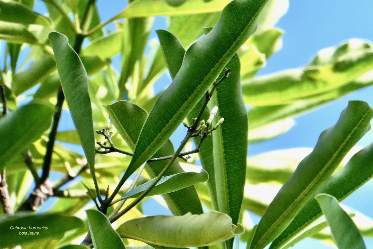 Ochrosia borbonica.bois jaune .( avec boutons floraux ).apocynaceae.endémique Réunion Maurice..jpeg