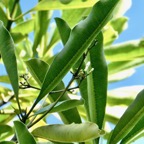 Ochrosia borbonica.bois jaune .( avec boutons floraux ).apocynaceae.endémique Réunion Maurice..jpeg