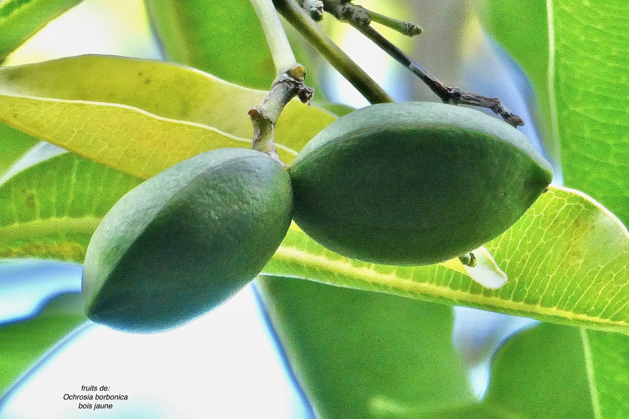 Ochrosia borbonica.bois jaune.apocynaceae.endémique Réunion Maurice. (1).jpeg