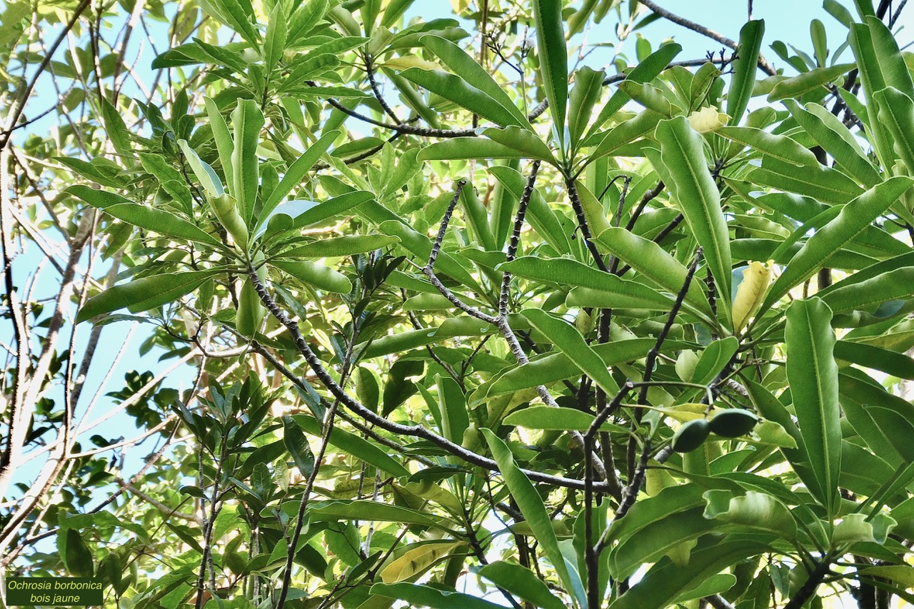 Ochrosia borbonica.bois jaune.apocynaceae.endémique Réunion Maurice..jpeg