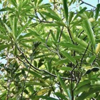 Ochrosia borbonica.bois jaune.apocynaceae.endémique Réunion Maurice..jpeg