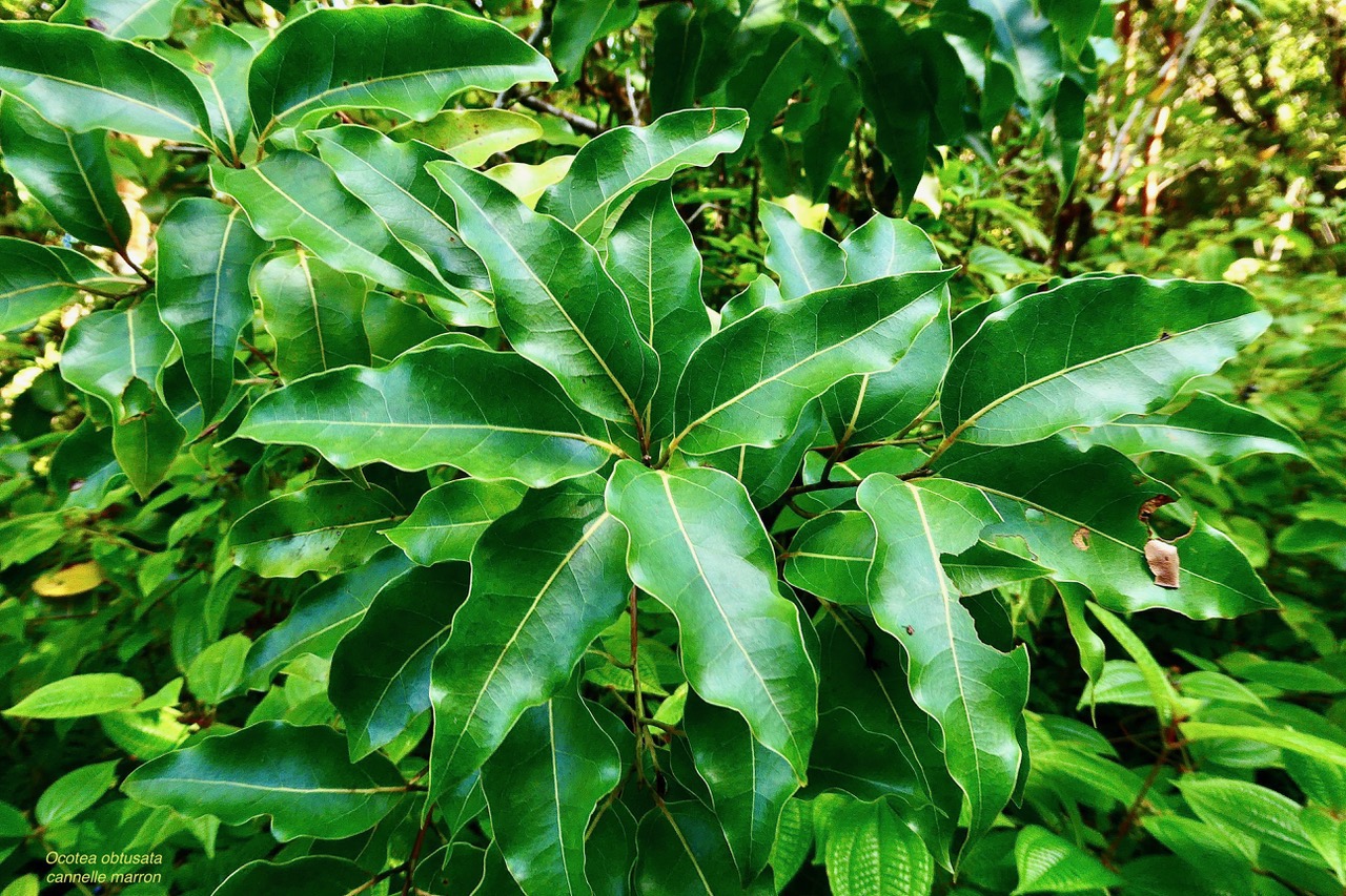 Ocotea obtusata  Cannelle  marron .lauraceae. endémique Réunion Maurice..jpeg