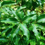 Ocotea obtusata  Cannelle  marron .lauraceae. endémique Réunion Maurice..jpeg