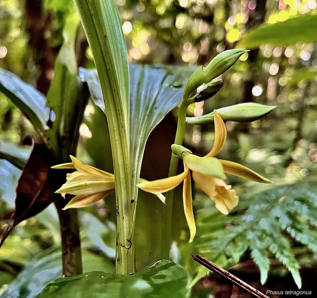 Phaius tetragonus (Thouars )orchidaceae.endémique Réunion Maurice. (1).jpeg