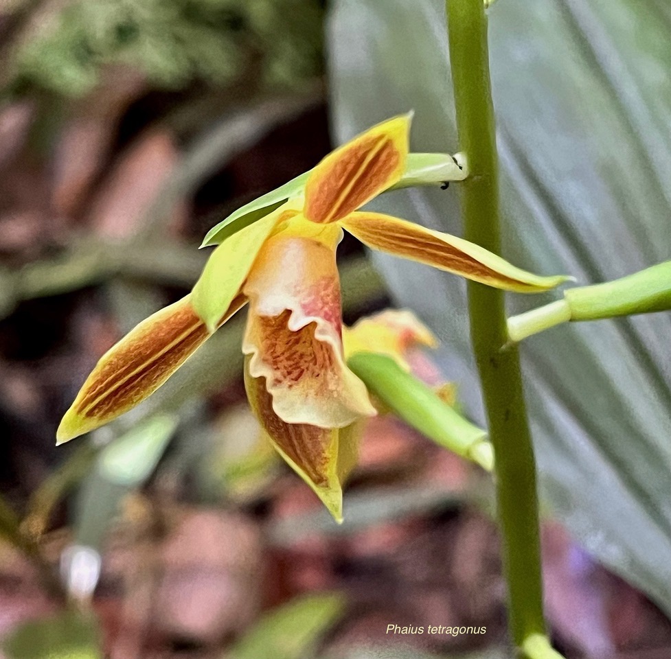 Phaius tetragonus (Thouars )orchidaceae.endémique Réunion Maurice..jpeg