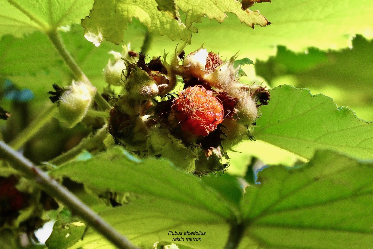 Rubus alceifolius. raisin  marron .rosaceae.exotique  envahissante.jpeg