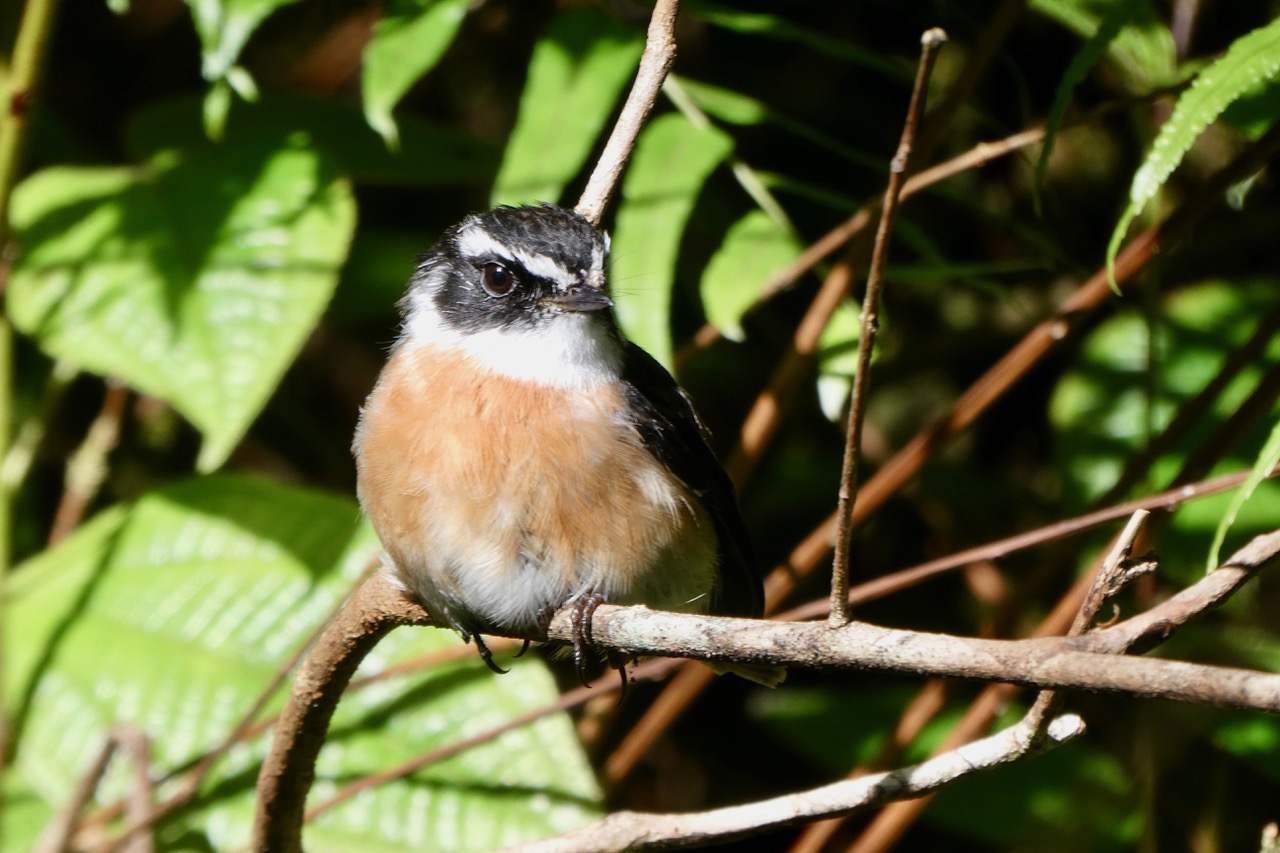 Saxicola tectes.tec-tec .Muscicapidae.endémique Réunion..jpeg